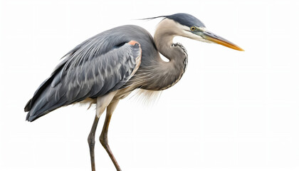 Obraz premium Heron on white background isolated