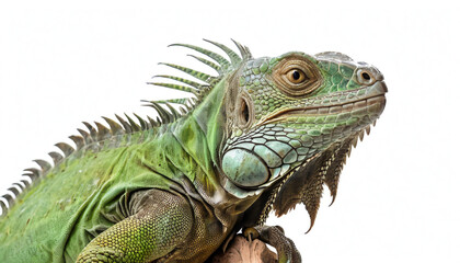 Obraz premium Green Iguana on white background isolated 