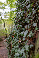 Dense ivy on an old stone wall
