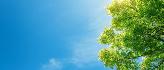 The sun shines brightly, filtering through verdant tree leaves