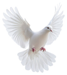 Obraz premium PNG A white dove flying photography animal image.