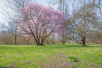 park landscape Ostpark munich withlight pink blooming cherry tree, green meadow with wildflowers