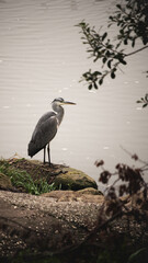 Héron au bord de l'eau.
