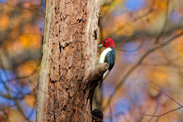 Red-headed Woodpecker,(Melanerpes erythrocephalus) tricolored migrating bird in Ohio state park