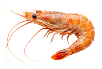 shrimp on white background