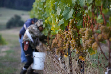 Grape Harvest