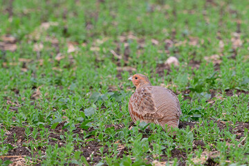 Grey Partridge Perdix perdix sitting low on a field, pressed close to the ground.