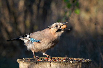 Eurasian Jay Garrulus glandarius Portrait. Close-Up of the bird holding an acorn in its beak in an autumn forest