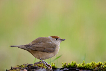 Obraz premium Blackcap Sylvia atricapilla perched against a beautiful green background