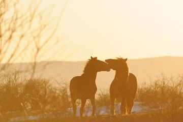 Two brown horses stand together in the soft glow of a beautiful sunset