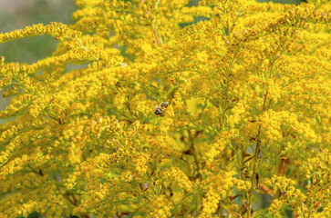 Obraz premium Solidago canadensis, yellow inflorescence, Canada goldenrod or Canadian goldenrod. Bee on flowers.