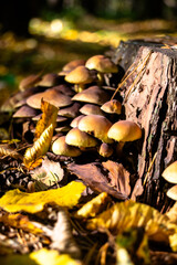 Grzyby na Pniu © Jakub