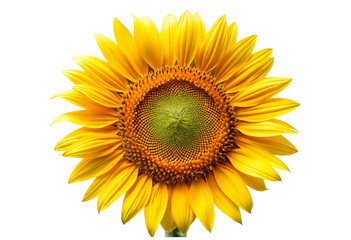 Obraz premium sunflower isolated on white