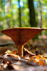 Grzyb w lesie  © Jakub