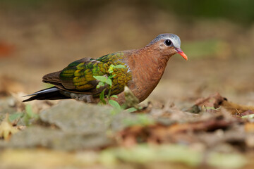 Common or Asian Emerald Dove Chalcophaps indica, also Grey-capped emerald dove, state bird of the Tamil Nadu, also known as Green dove and Green-winged pigeon, walk on ground
