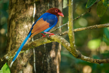 Sri Lanka or Ceylon Blue-Magpie - Urocissa ornata brightly coloured bird Corvidae in Sri Lanka, hunting in the dense canopy, blue, red colourful magpie on the green forest background in Ceylon