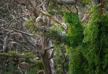 Painted stork - Mycteria leucocephala large wader in stork family found in wetlands of the plains of tropical Asia south of the Himalayas, full nest in the nesting colony