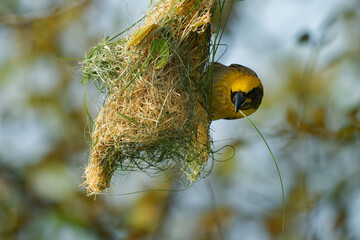 Baya weaver Ploceus philippinus yellow bird found across the Indian Subcontinent and Southeast Asia, in grasslands, cultivated areas, scrub, hanging retort shaped nests woven from leaves, build nest