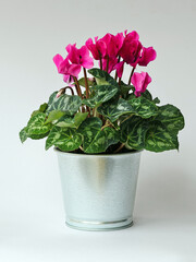 Pink cyclamen in pot on white background.