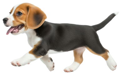 PNG Beagle puppy walking beagle background animal.