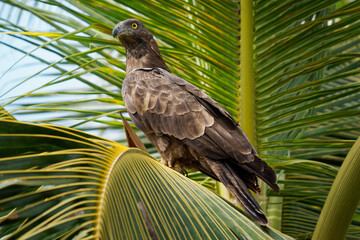 Oriental Crested Honey buzzard Pernis ptilorhynchus is bird of prey in Accipitridae, eats larvae of...