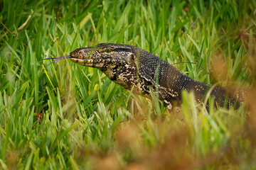 Asian water monitor - Varanus salvator also common water monitor, large varanid lizard native to South and Southeast Asia (kabaragoya, two-banded monitor, rice lizard, ring lizard, plain lizard