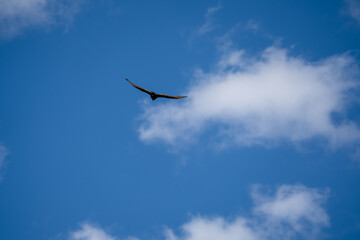 a Turkey vulture (Cathartes aura) in gliding flight, blue sky