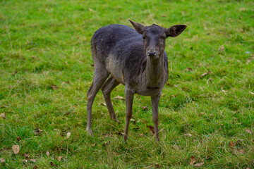 A young deer with dark fur stands alertly on a grassy field, surrounded by scattered autumn leaves