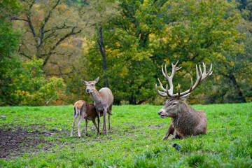A majestic stag with large antlers rests on the grass, while a doe and fawn stand nearby against a backdrop of lush, green trees