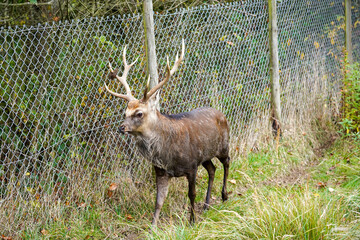 A majestic deer with large, branching antlers stands near a metal fence, surrounded by lush greenery