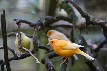 Three yellow birds are perched on twisted branches, with one in focus and the others slightly blurred in the background