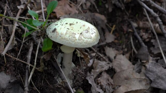 False Death Cap in natural ambient, poisonous (Amanita citrina) - (4K)
