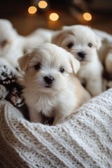 Small white puppies in a basket