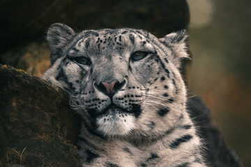 Obraz premium Snow leopard wild cat face closeup