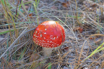 one red fly agaric in dry branches of grass and leaves in autumn forest