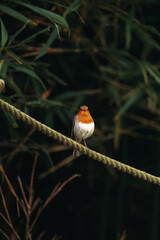 Small Robin bird standing on a rope