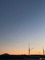 Sunset on a boat with flying bats, Komodo National Park, Indonesia