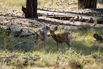 wild north American mule deer (Odocoileus hemionus) in a national park woodland  