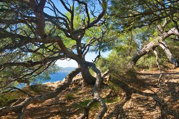 Küste bei Saint Cyr sur Mer an der Cote d'azur