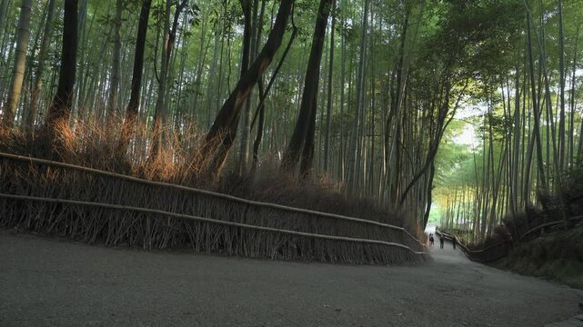 京都の竹林
