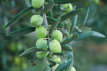 Oliven in der Provence