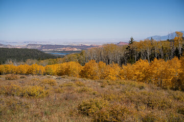 view across autumnal golden quaking Aspen tree foliage (Populus tremula) 