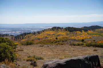 view across autumnal golden quaking Aspen tree foliage (Populus tremula) 