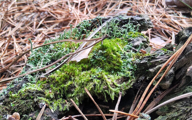 Cladonia fimbriata or the trumpet cup lichen Cladonia lichen, on forest.