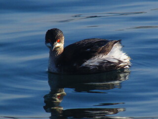 black duck with red eyes swimming in water