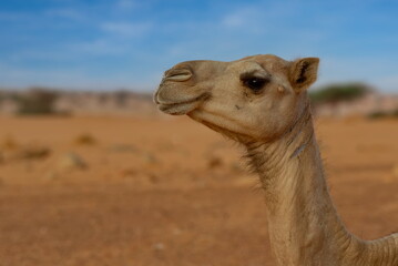 Obraz premium West Africa. Mauritania. Portrait of a one-humped camel in the hot sand of high dunes in the endless Sahara Desert.