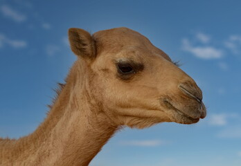 Obraz premium West Africa. Mauritania. Portrait of a one-humped camel in the hot sand of high dunes in the endless Sahara Desert.