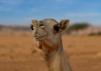 West Africa. Mauritania. Portrait of a one-humped camel in the hot sand of high dunes in the endless Sahara Desert.