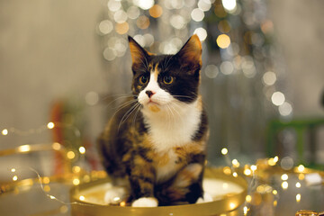 A tortoiseshell cat sits on a golden table against the backdrop of a Christmas tree.