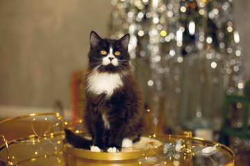 A black and white fluffy cat sits on a golden table against the background of a New Year tree.